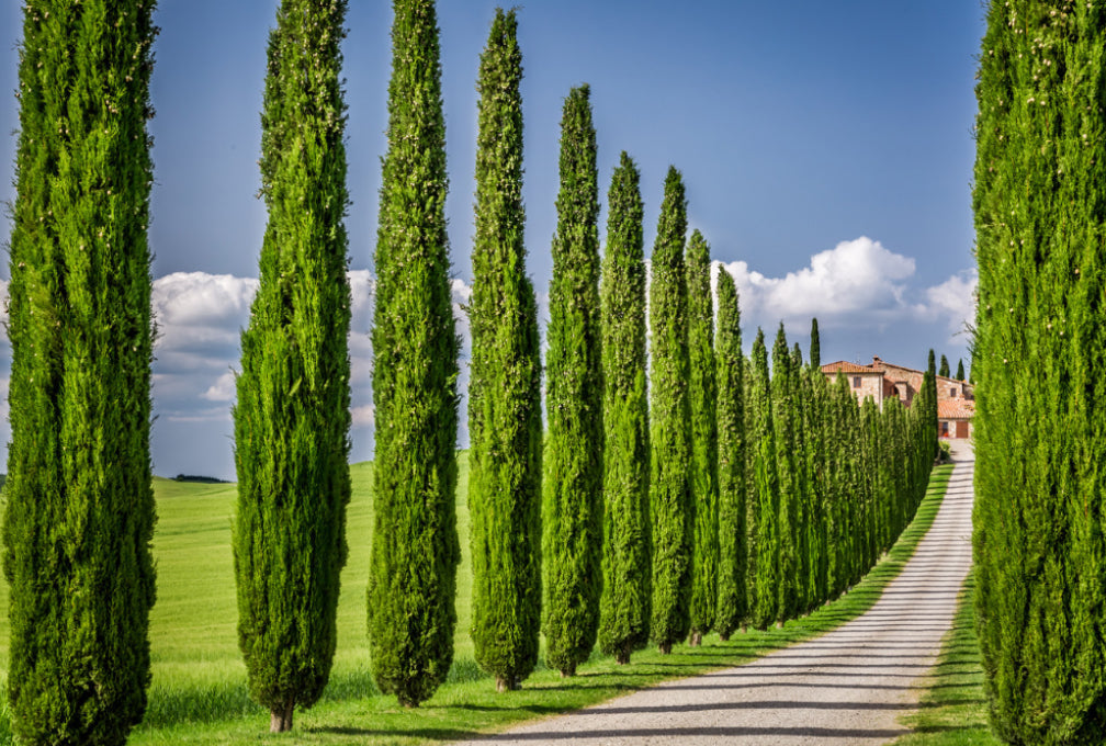 Italian Cypress Seeds - Exotic Evergreen Tree Great for Landscaping and Hedge Rows