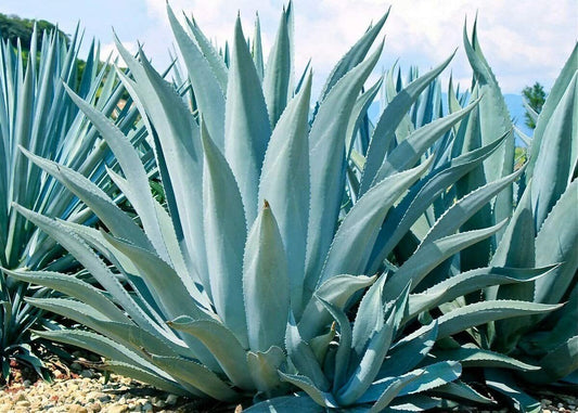 Close-up of blue agave plants with a clear sky background
