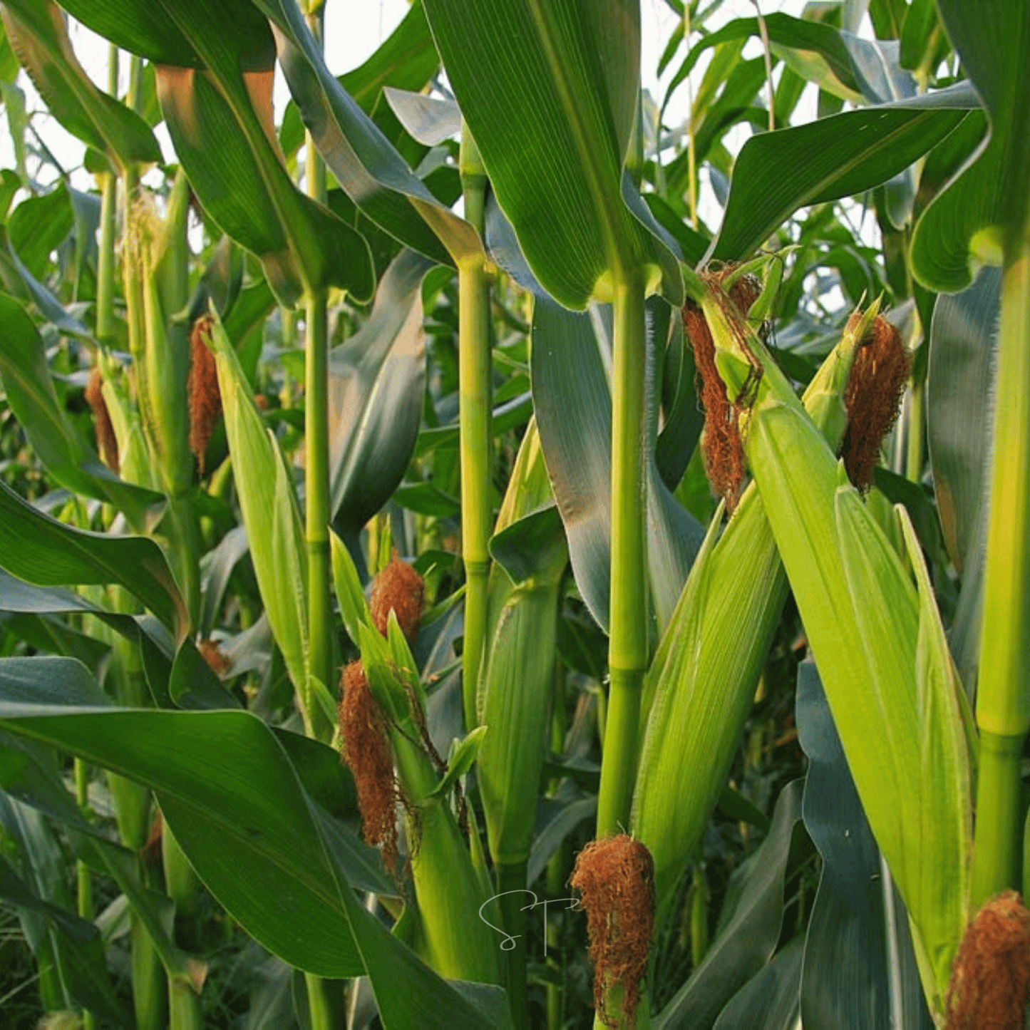 Ambrosia Corn – 30 Seeds