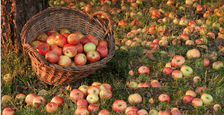 New Hampshire Crop