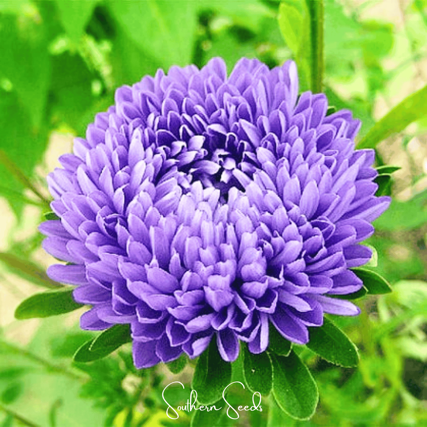 Lavender flower with green leaves on a blurred green background, featuring 'Southern Seeds' branding.