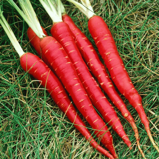 Bunch of red carrots on a grassy background