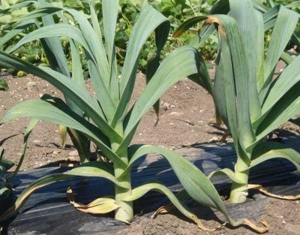 Leek plants growing in a garden with black plastic mulch.