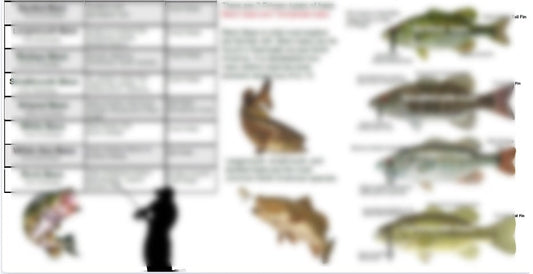 Common Fresh Water Bass and Sunfish of North America