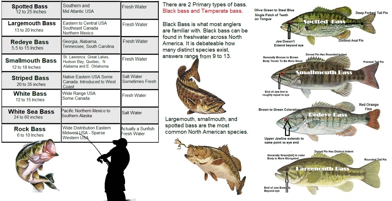 Common Freshwater Bass of North America