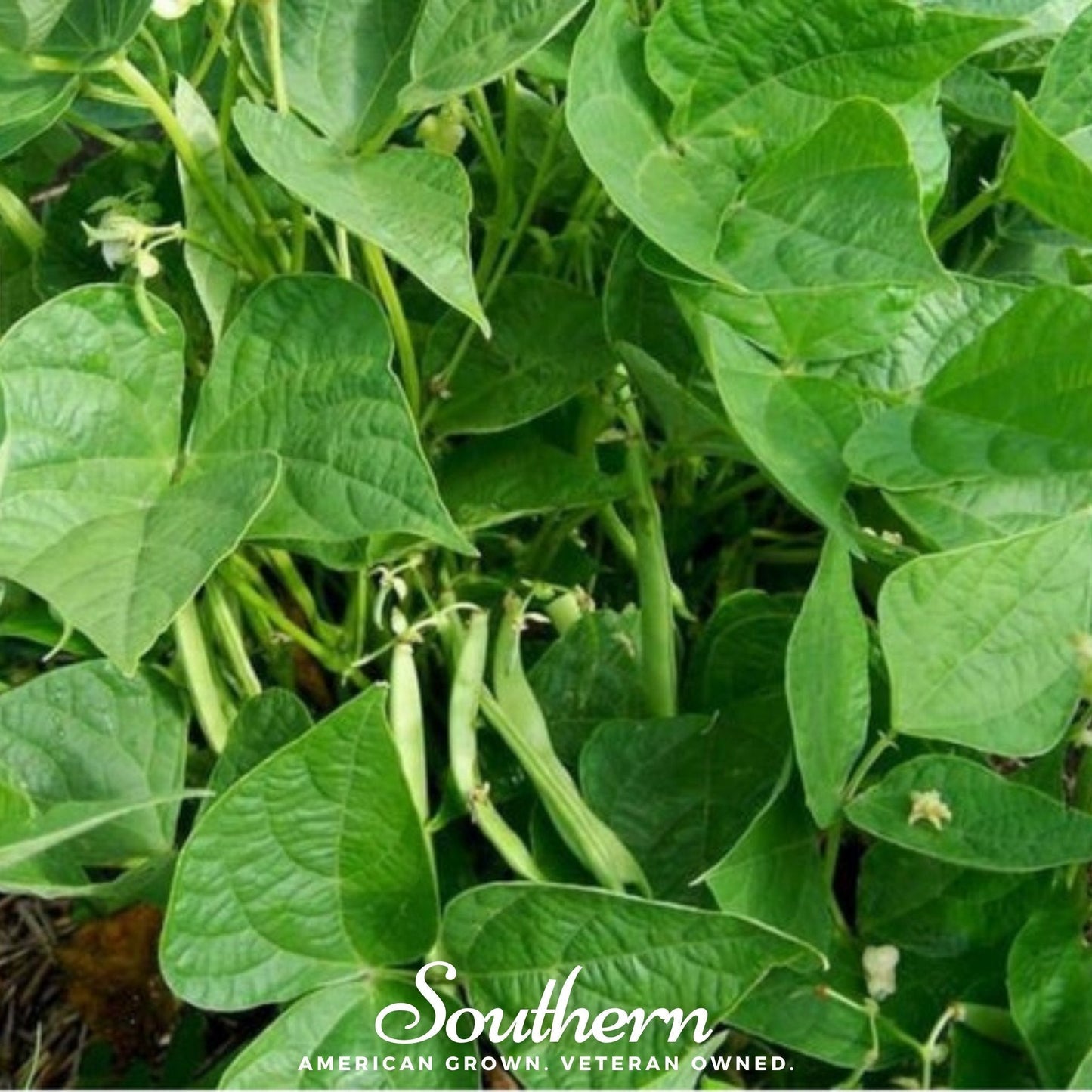 Green bean plants with leaves and beans, featuring the 'Southern' brand logo.