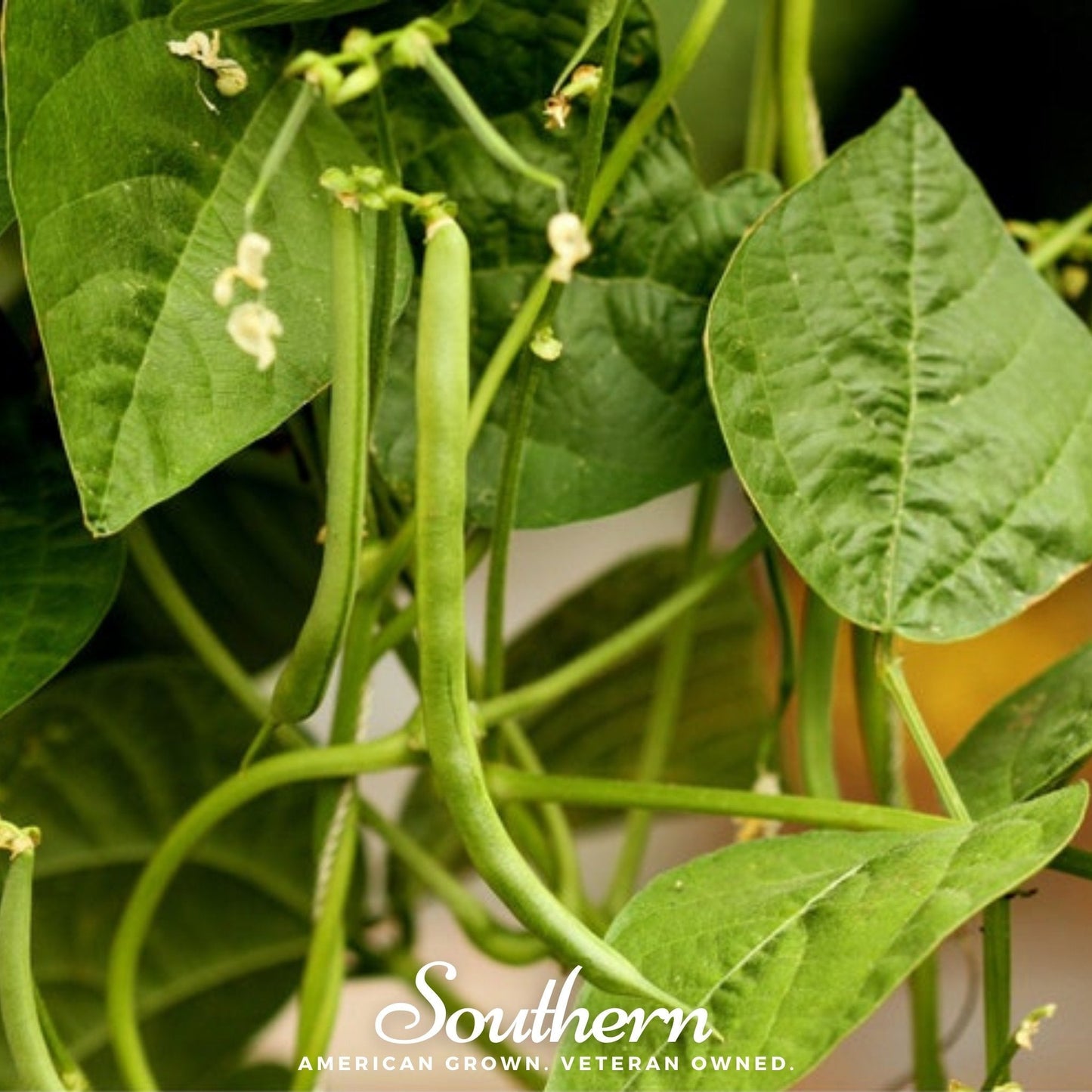 Green beans growing on a plant with leaves, featuring the 'Southern' brand.