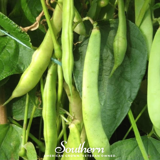 Green beans hanging from a plant with 'Southern' branding.