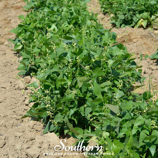 White Dixie Butterpeas Lima Bean (Bush) – 15 Seeds