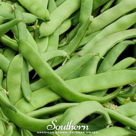 Roma II Bean (Bush Bean) – 30 Seeds