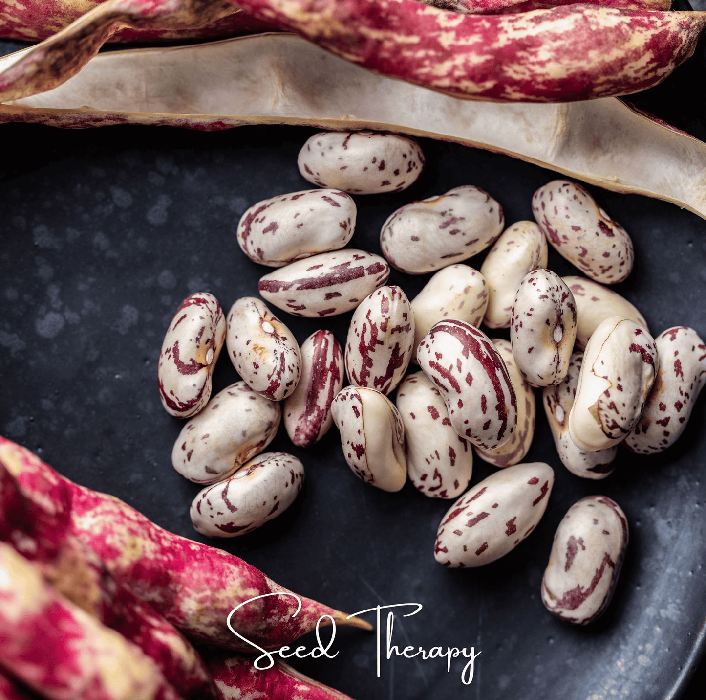 Vermont Cranberry Bean (Bush) – 20 Seeds