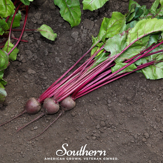 Detroit Dark Red Beet – 200 Seeds