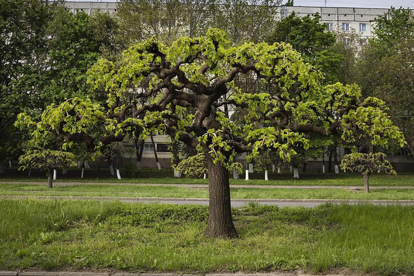 Large tree with green leaves in a park setting with buildings in the background