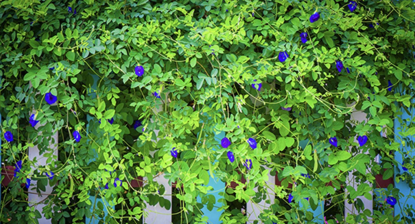 Blue Butterfly Pea Vine Flower - 35 Seeds