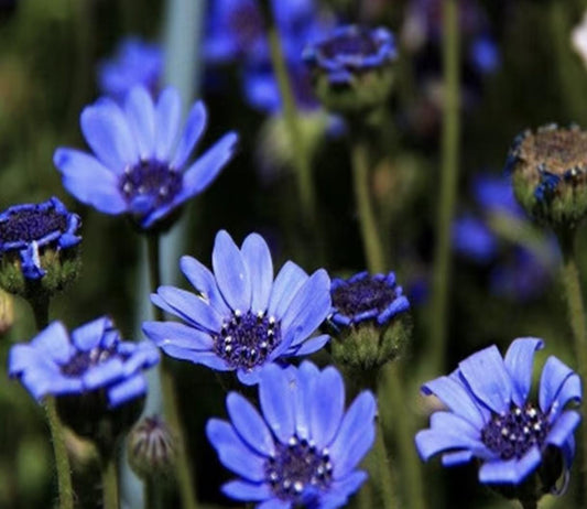 Close-up of blue flowers with a blurred background