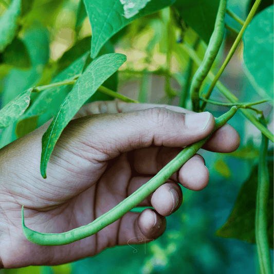 Hand holding a green bean with a blurred green leafy background