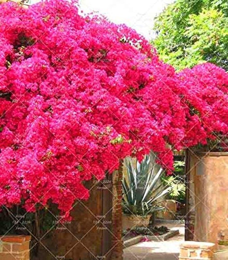 Bougainvillea plant with bright pink flowers in a garden setting