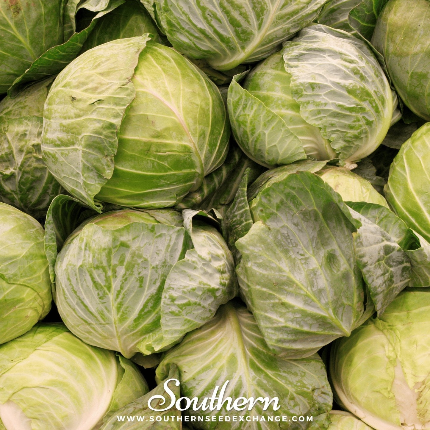 Close-up of green cabbages with 'Southern' branding and website.
