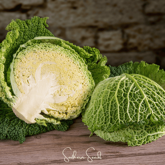 Savoy Cabbage – 100 Seeds