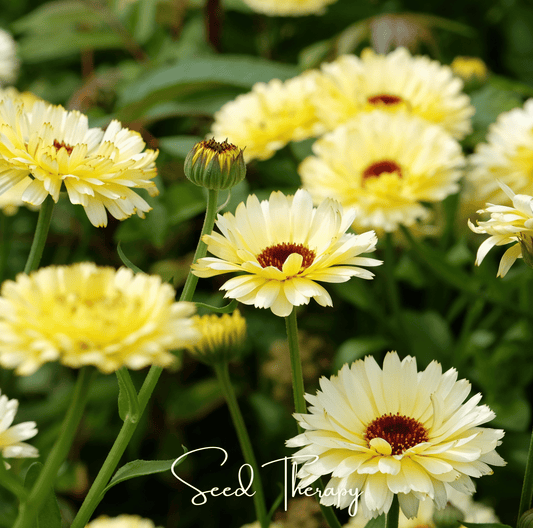 Yellow Calendula flowers with green stems and leaves, featuring the brand 'Seed Therapy'.