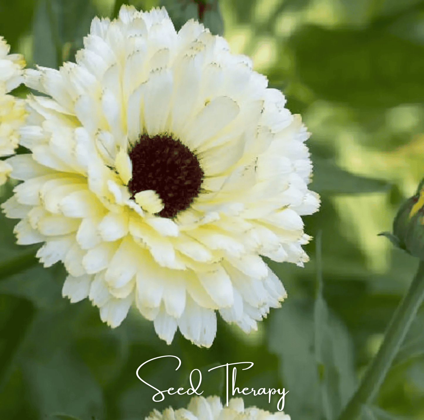 Close-up of a white Calendula flower with a blurred green background, featuring the brand 'Seed Therapy'.
