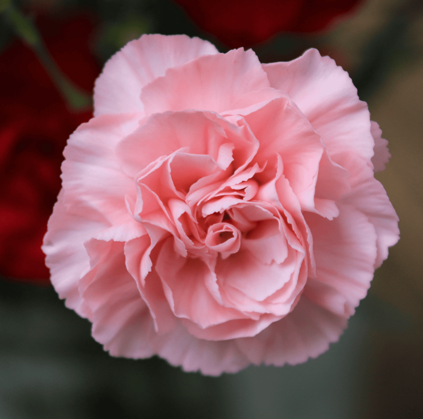 Close-up of a pink carnation flower with a blurred red background