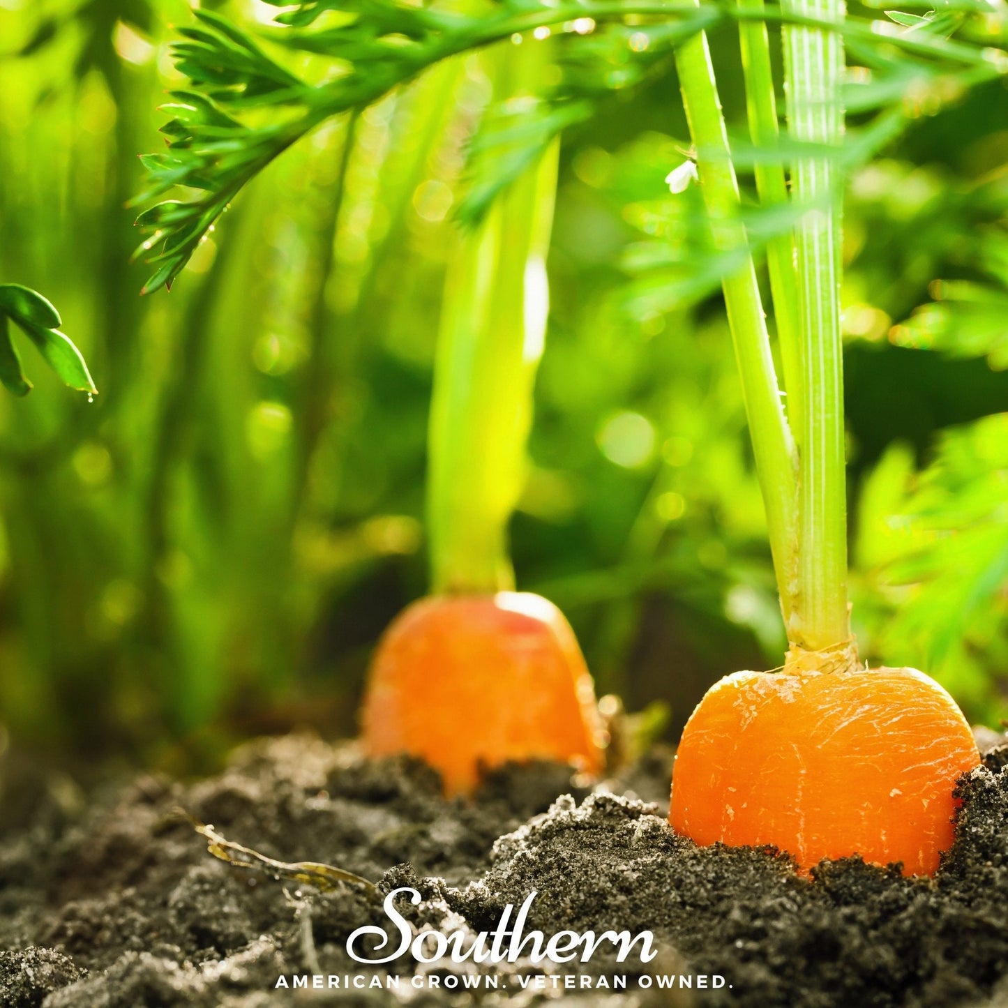 Two small orange carrots growing in soil with green foliage in the background, featuring the 'Southern' brand.