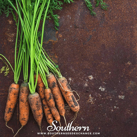 Bunch of fresh carrots with green tops on a rustic brown background, featuring the brand 'Southern'.