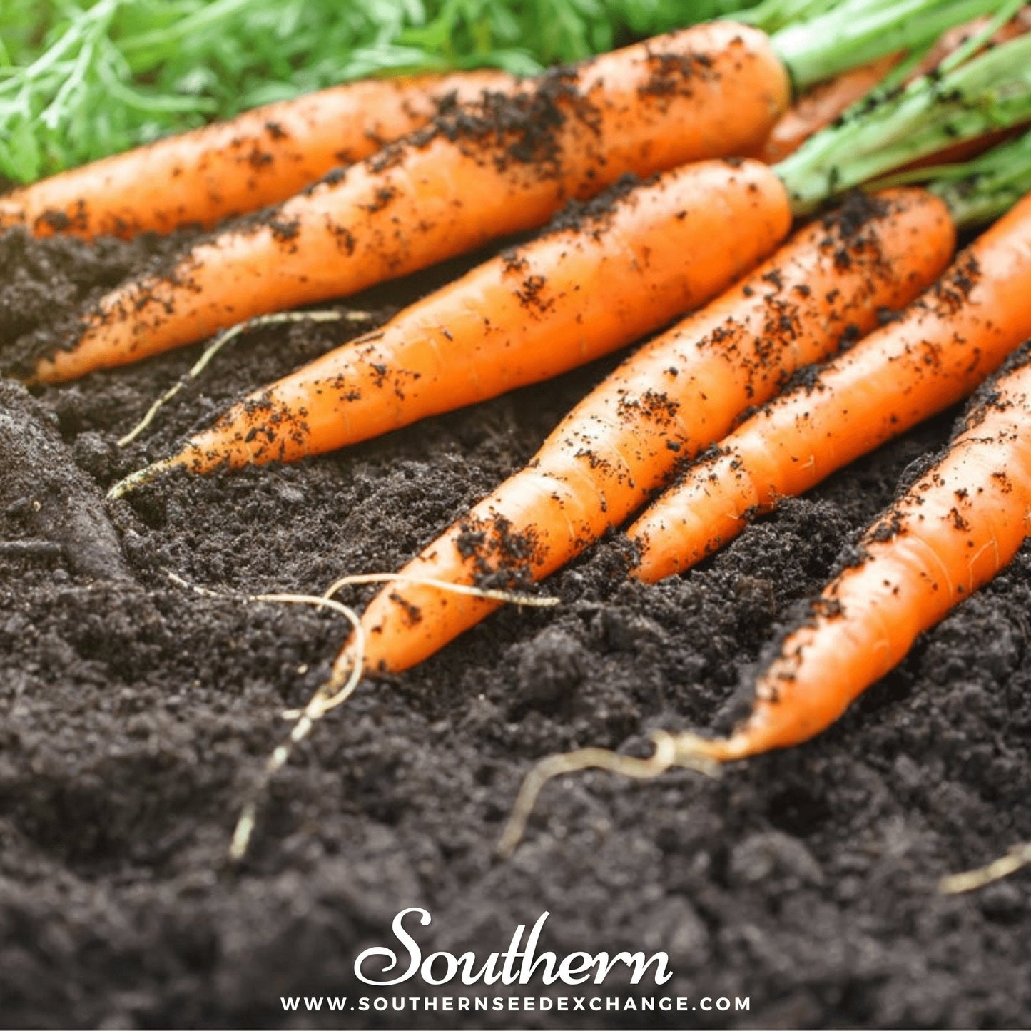 Carrots with soil on them on a dark background, featuring the brand 'Southern'.