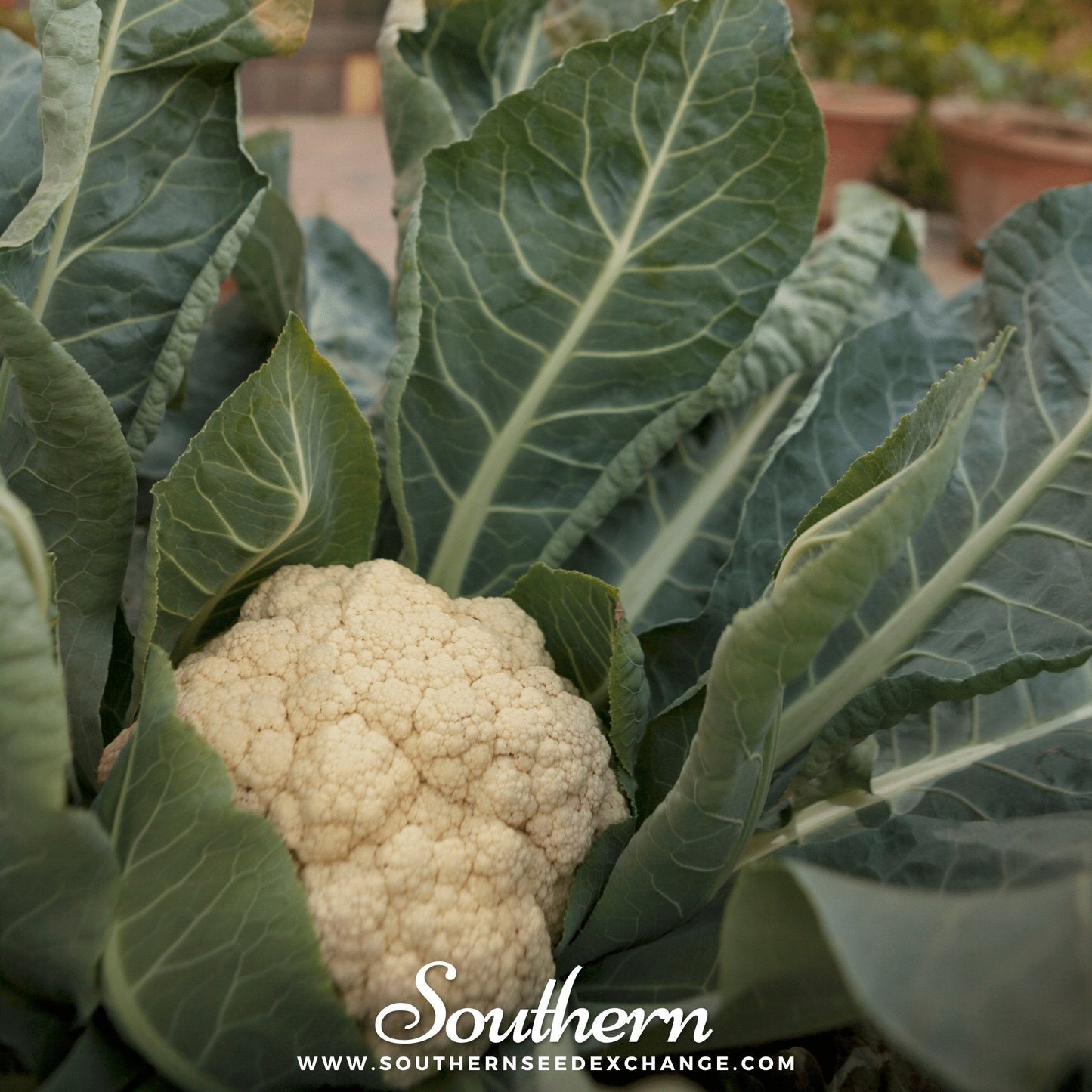 Cauliflower surrounded by green leaves with 'Southern' branding.