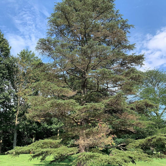 Cedrus Libani - 15 Seeds - Cedar of Lebanon Needled Evergreen Drought Tolerant Landscape Outdoor