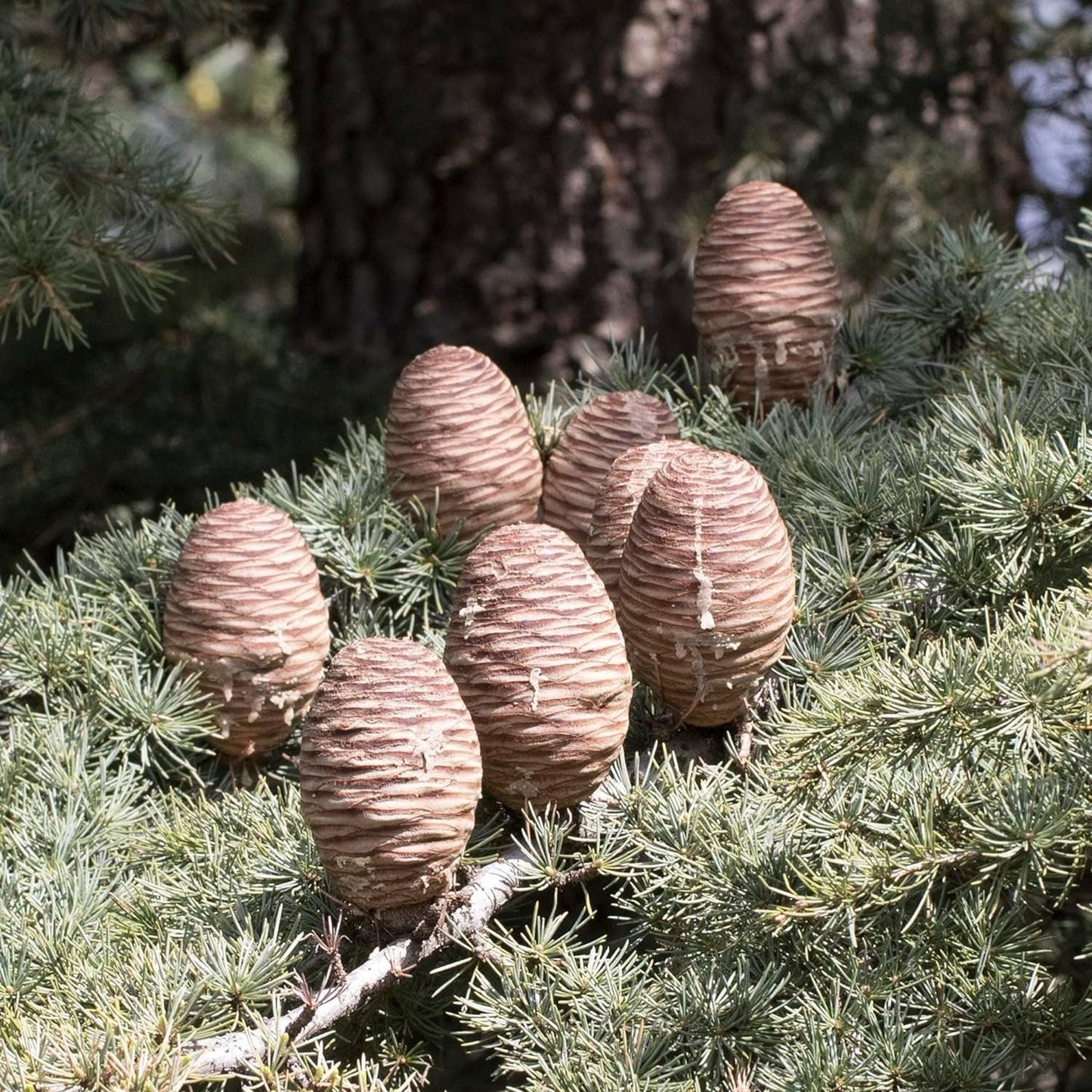 Cedrus Libani - 15 Seeds - Cedar of Lebanon Needled Evergreen Drought Tolerant Landscape Outdoor
