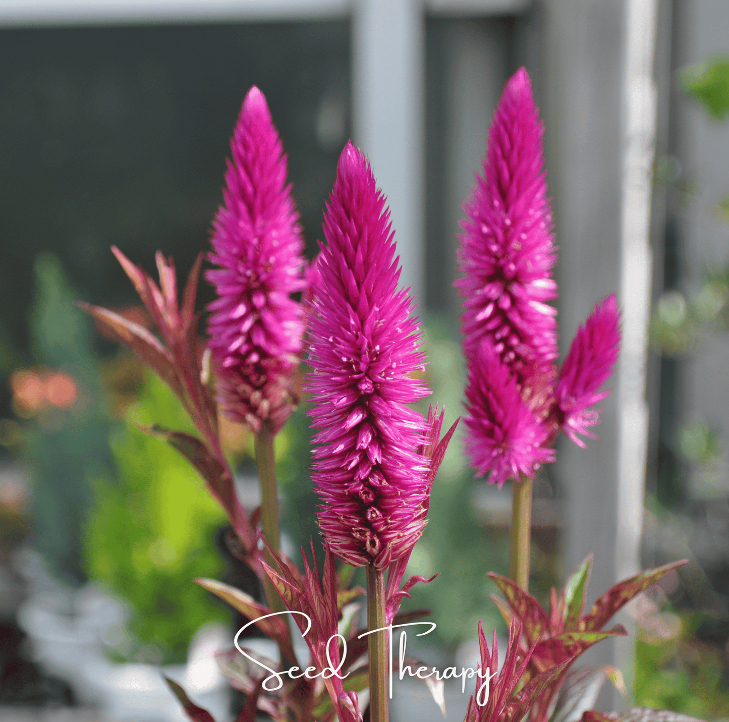 Pink Flamingo Feather Celosia flower plants with blurred background, featuring 'Seed Therapy' branding.