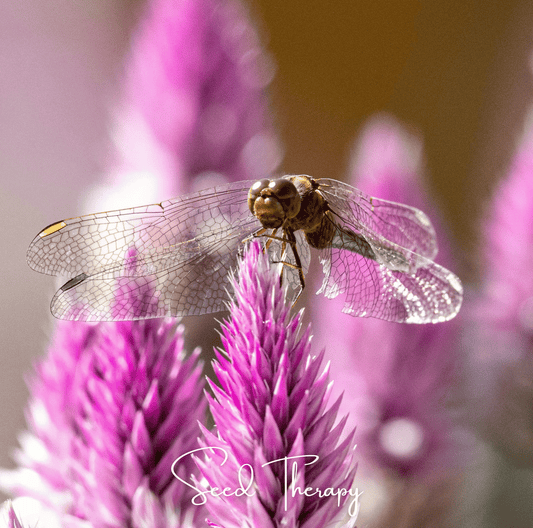 Dragonfly on a pink flower with 'Seed Therapy' branding
