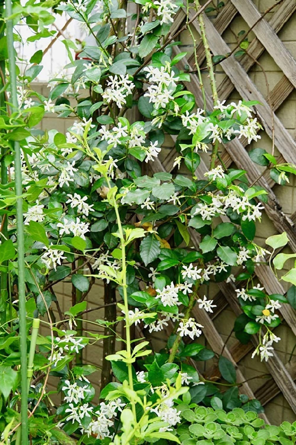 Vine with white flowers climbing a wooden trellis
