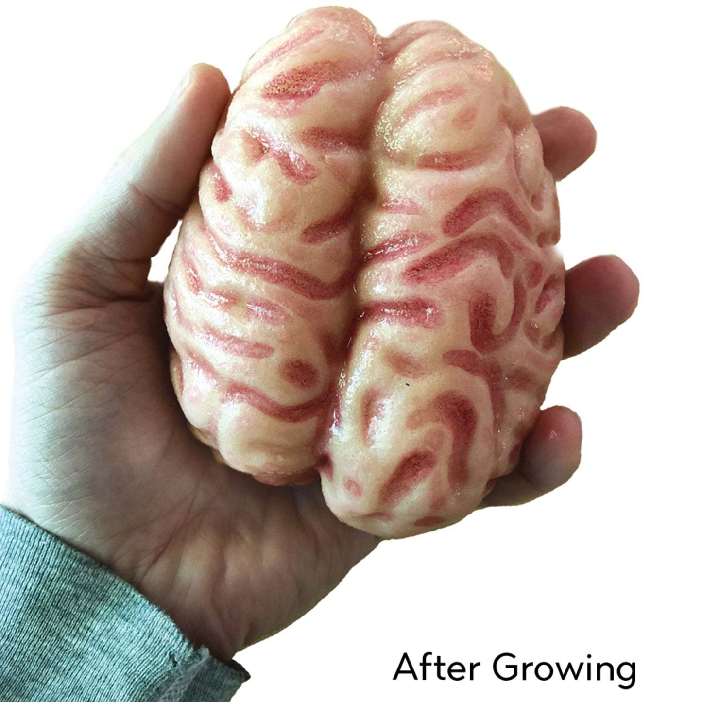 Model of a brain held in a hand with 'After Growing' text