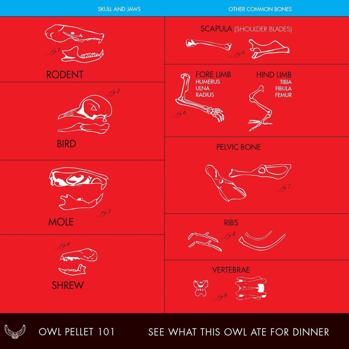 Diagram of owl pellet components with labels on a red background