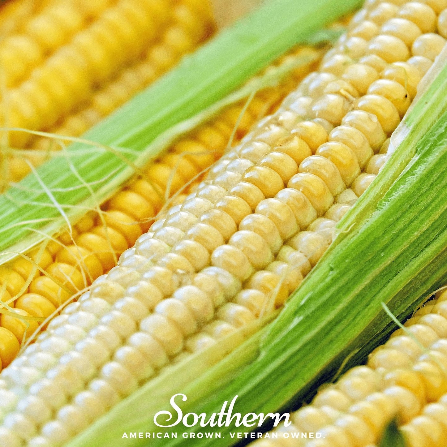 Bodacious Corn – 30 Seeds