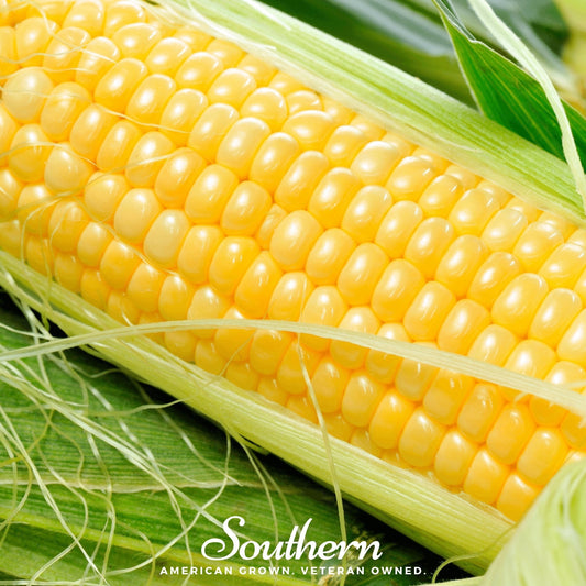 Bodacious Corn – 30 Seeds