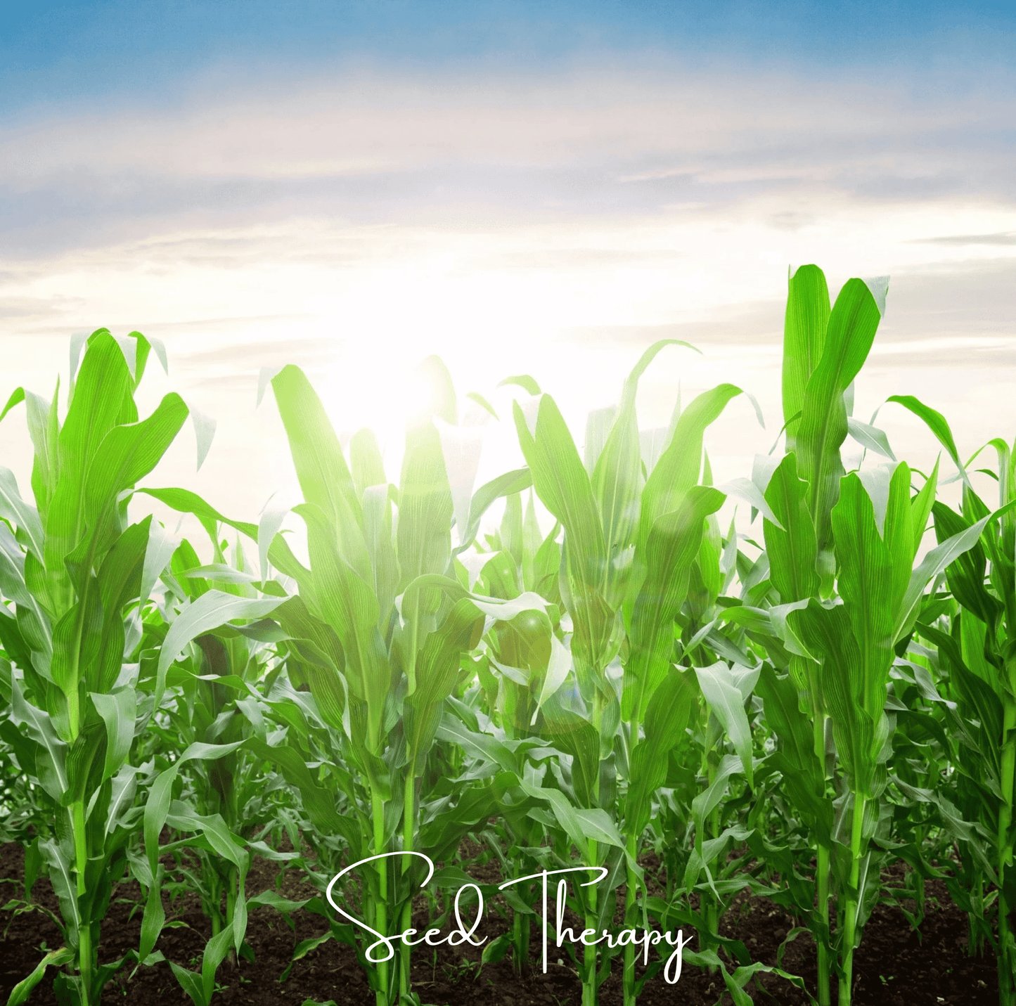 Corn plants in a field with 'Seed Therapy' branding.
