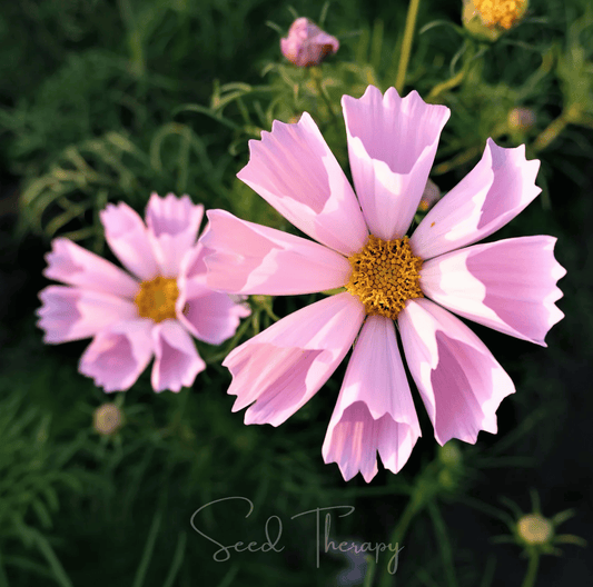 Close-up of two pink flowers with a blurred green background, featuring the brand 'Seed Therapy'.