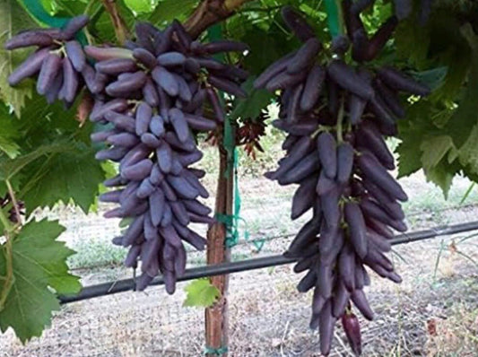 Bunches of purple grapes hanging from a vine in a garden setting.