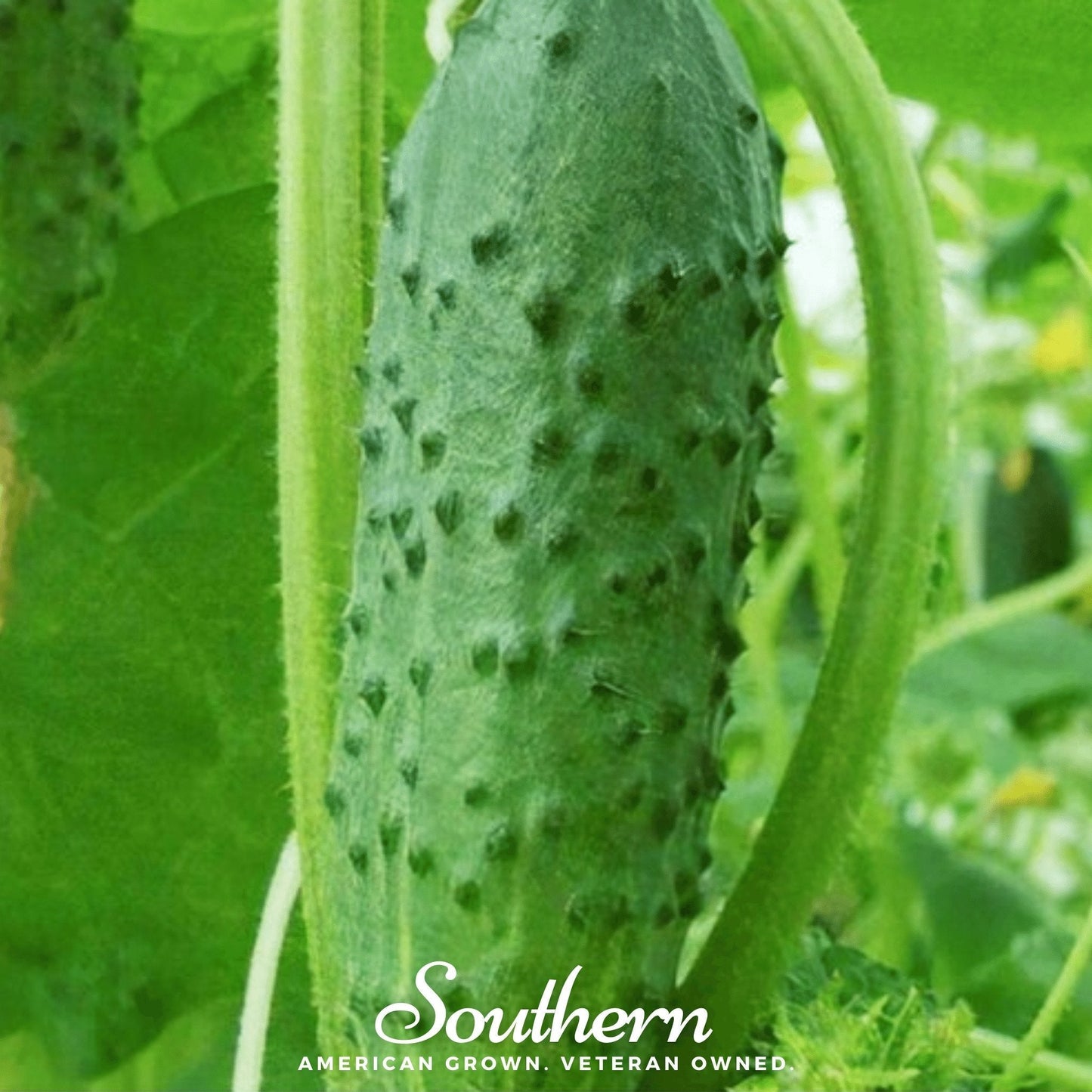 Green cucumber growing on a vine with 'Southern' branding.