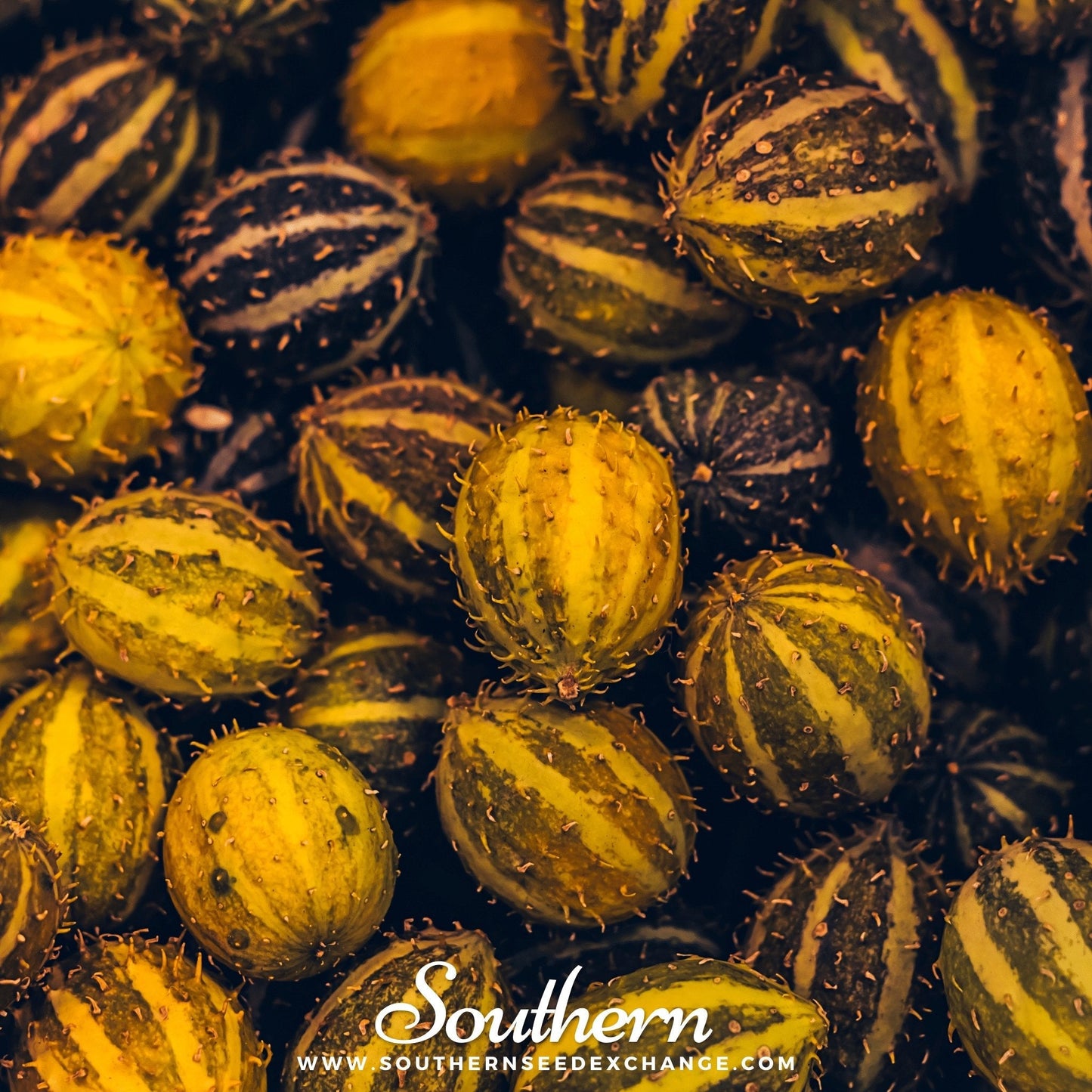 West Indian Gherkin Cucumber – 30 Seeds