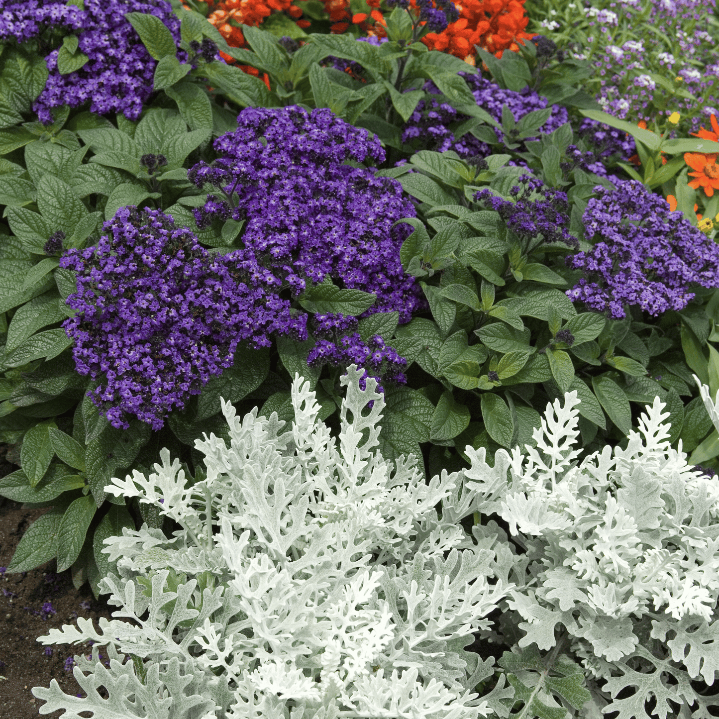 Purple Dwarf Marine Heliotrope flowers and green foliage with a white plant in the foreground