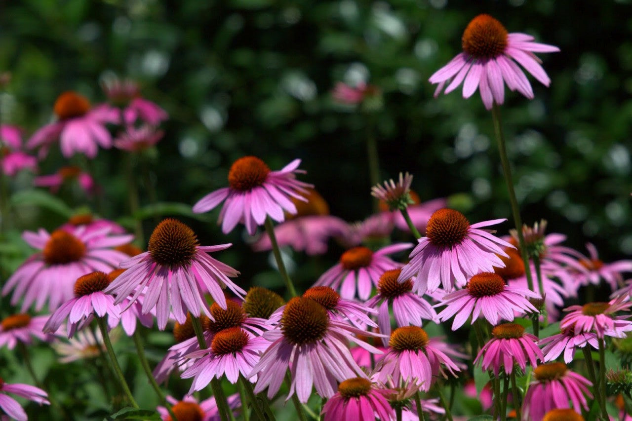 Patch of Purple Cone flowers with brown centers against a blurred green background
