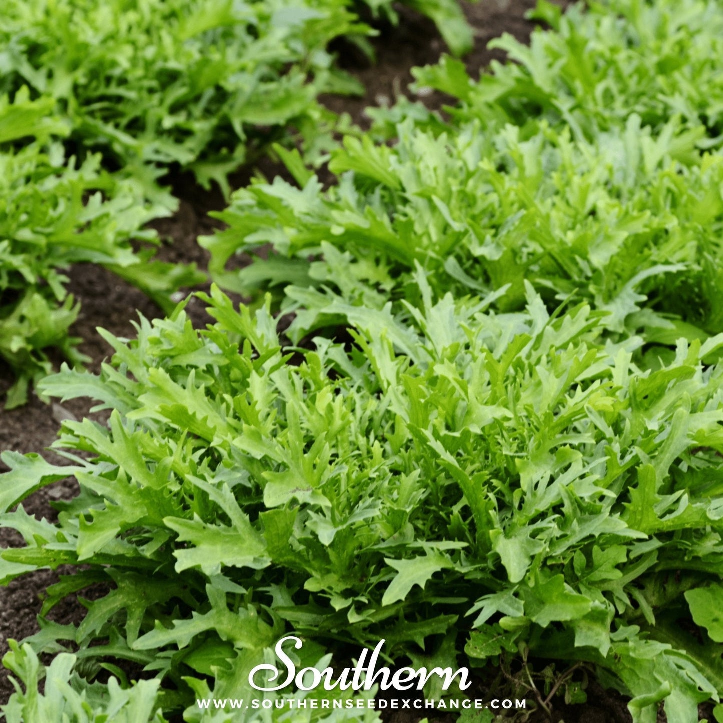 Close-up of endive plants with 'Southern' branding.