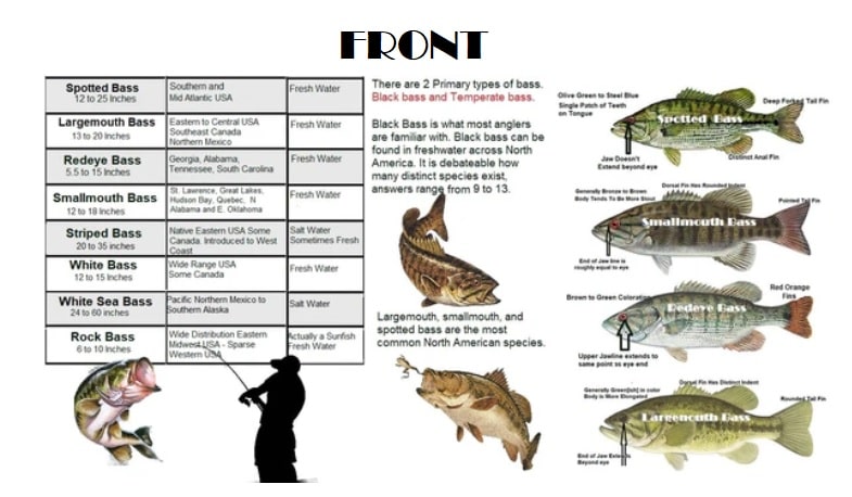Common Fresh Water Bass and Sunfish of North America