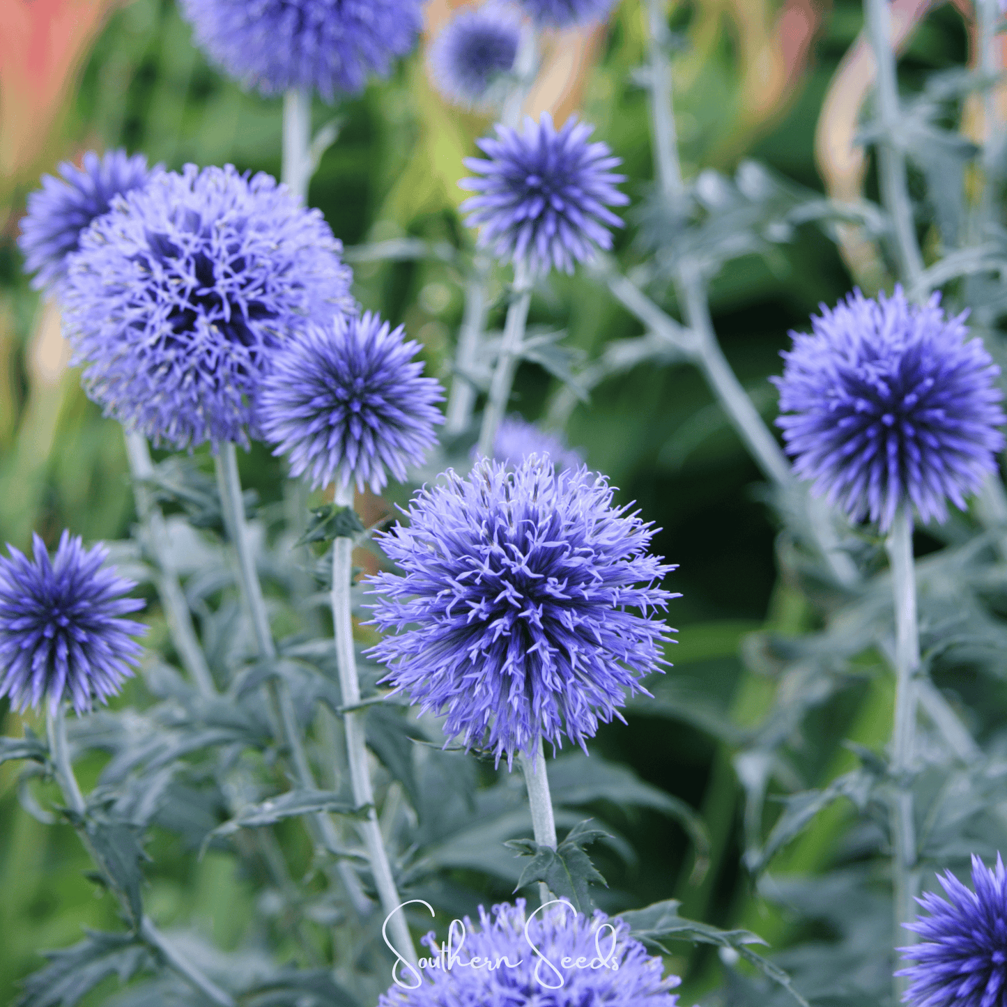 Close-up of purple thistle flowers with green leaves.
