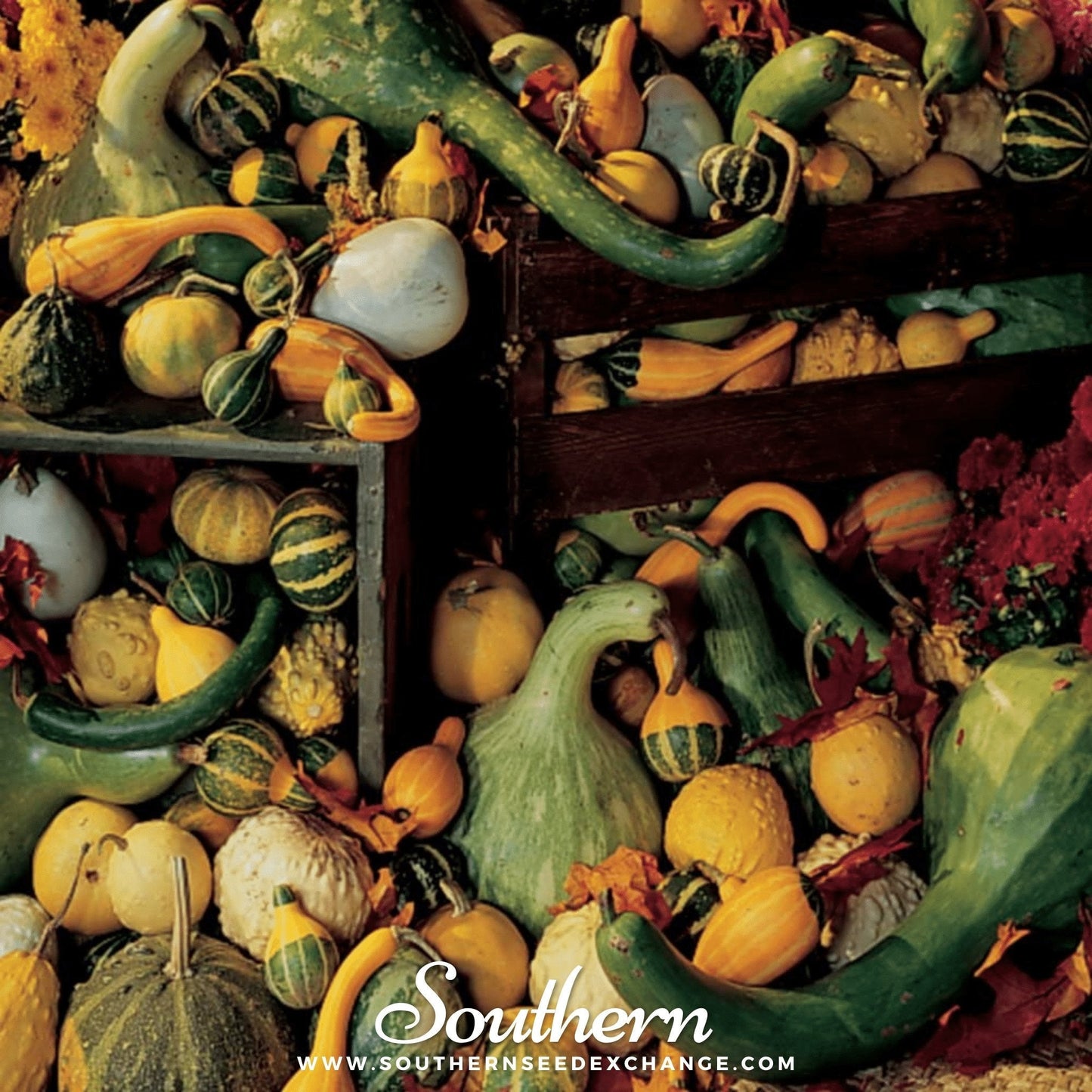 Assorted gourds and pumpkins with 'Southern' branding on a rustic wooden shelf.